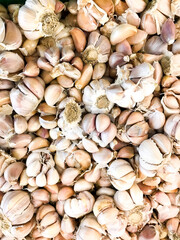 (Bawang putih) Garlic. Allium sativum. Used as a food flavoring and as a traditional medicine.