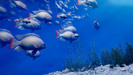 Fototapeta premium Flocks of fish swim in groups, the underwater circle is shining down. Lots of tilapia Swim in groups or in groups. Naturally, underwater, herds of fish are fed for food. 3D Rendering.