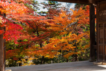 Scenic view of Colorful Maple Trees in the Garden of Kyoto Temple in autumn, Nison-in Temple,...