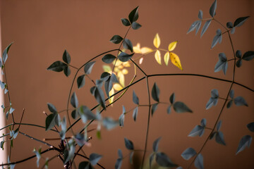 golden leaves