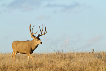 Mule Deer buck walking across a wide open meadow against a blue sky - plenty of room for copy, text, or insets