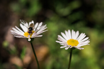 Obraz premium Macro close up shot of bee on flower