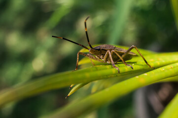 Crawling Insect on a leaf 