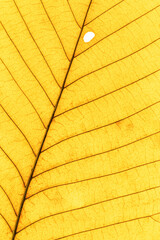 Macro photo of autumn yellow alder leaf natural texture as organic background. Fall colored yellow leaves texture close up with veins, autumnal foliage, beauty of nature. Botanical design