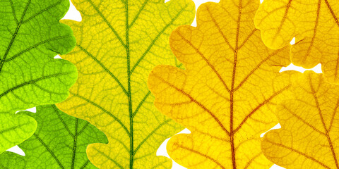 Naklejka na ściany i meble Macro autumn colorful oak leaves with veins, natural texture as beautiful nature banner. Natural yellow orange green autumn leaves, close up of autumnal foliage. Seasonal fall forest background