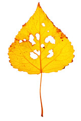 Close up autumn birch leaf with little holes by insects isolated. Natural yellow orange autumn...