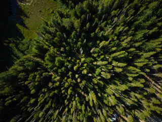 Shot from the air. Tops of pine trees, forest. Many trees. Environmental protection, ecology, clean air, map. There are no people in the photo. Background. Wallpaper. Texture.