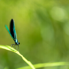Macro selective focus on the head of a dark winged damselfly resting on a blade of grass. 