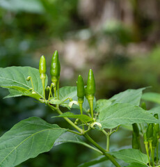 birds eye chilli, a small, dark green chilli with a smooth oily skin, with a hot and spicy flavor. It is commonly used as an ingredient in a variety of Thai dishes. Thailand calls it “Bird Chilli”.