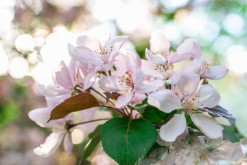 Beautiful blossom pink apple tree flowers on blurred background.
