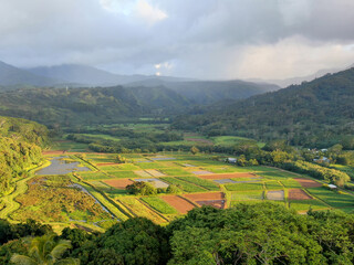 Taro Fields, Hanalei, Hawaii. On the island of Kauai 4