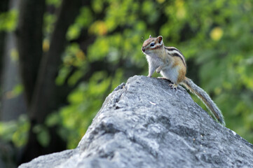 cute chipmunk on a stone in the park