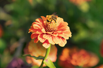Little bee on an orange flower