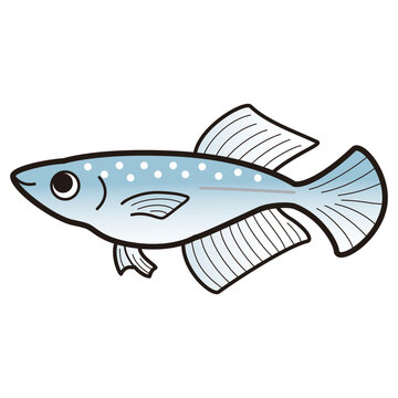 recommend clip art: ヒカリメダカのイラスト