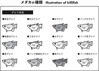 ダルマ体型のメダカ　12種イラストセット 