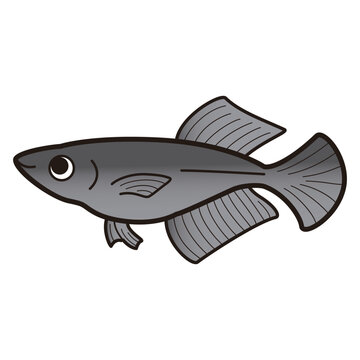 recommend clip art: シンプルなヒカリメダカのイラスト