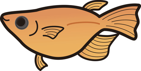 シンプルな半ダルマメダカのイラスト