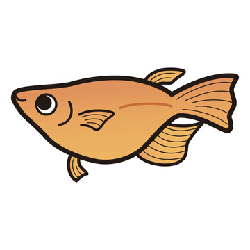 recommend clip art: シンプルな半ダルマメダカのイラスト