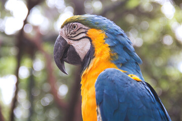 perico amarillo con azul