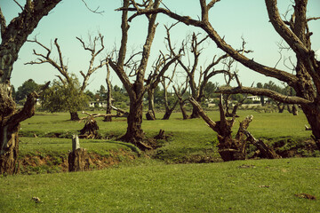 arboles secos con pasto verde
