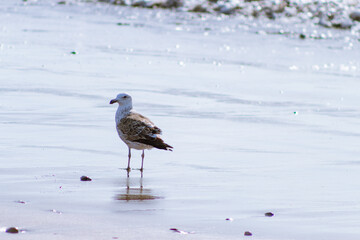 seagulls on the seashore