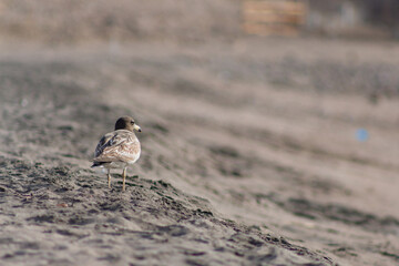 bird on the beach