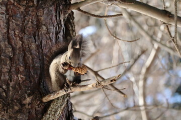 松ぼっくりを食べるエゾリス