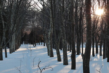 冬のプラタナス林