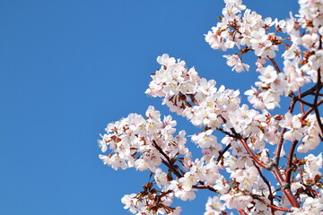 桜と青空