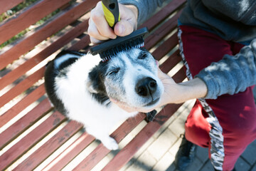 A man combs a black and white dog on the street. The owner combs the dog's hair. Pet care. Funny dog.