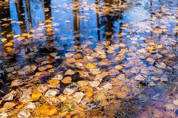 yellow fall leaves in pond lake water, floating autumn leaf. Fall season birch tree leaves in rain puddle. Sunny autumn day foliage. reflection in water.Birch foliage on the water.