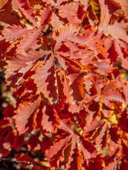 red maple leaves
