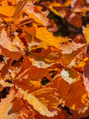 autumn leaves on the ground
