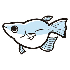 シンプルなダルマメダカのイラスト