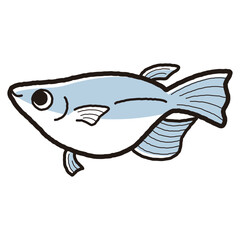 シンプルな半ダルマメダカのイラスト