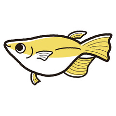 シンプルな半ダルマメダカのイラスト