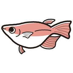 シンプルな半ダルマメダカのイラスト