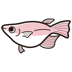 シンプルな半ダルマメダカのイラスト