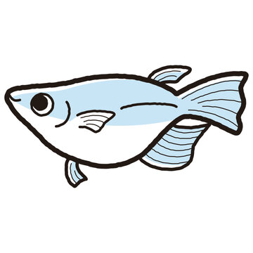 recommend clip art: シンプルな半ダルマメダカのイラスト