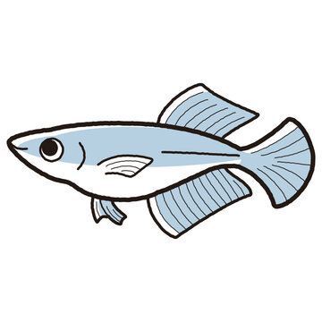 recommend clip art: シンプルなヒカリメダカのイラスト