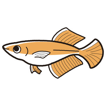 recommend clip art: シンプルなヒカリメダカのイラスト