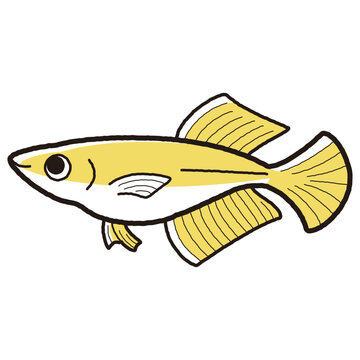 recommend clip art: シンプルなヒカリメダカのイラスト