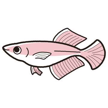 recommend clip art: シンプルなヒカリメダカのイラスト