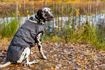 Cute dalmatian in autumn forest. Dog sat in a grey raincoat in nature. Dog training. puppy in coat...