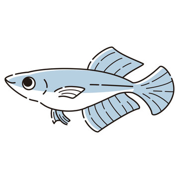 recommend clip art: シンプルなヒカリメダカのイラスト