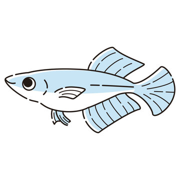 recommend clip art: シンプルなヒカリメダカのイラスト