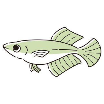 recommend clip art: シンプルなヒカリメダカのイラスト