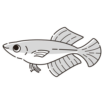 recommend clip art: シンプルなヒカリメダカのイラスト
