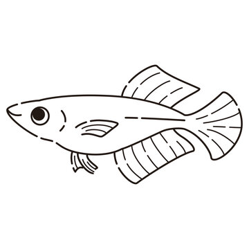 recommend clip art: シンプルなヒカリメダカのイラスト