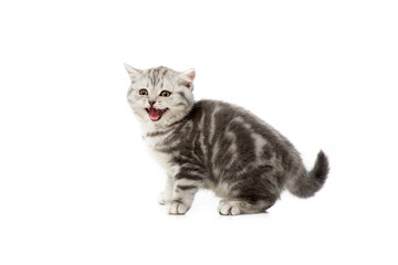 Fototapeta na wymiar adorable grey fluffy kitten meowing